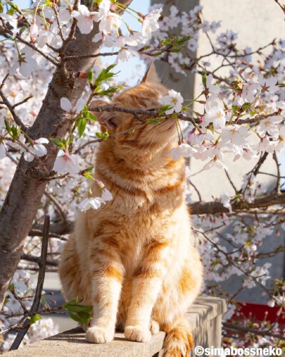 樱花与猫猫（转侵删）