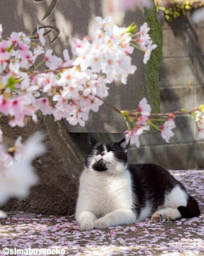 樱花与猫猫（转侵删）