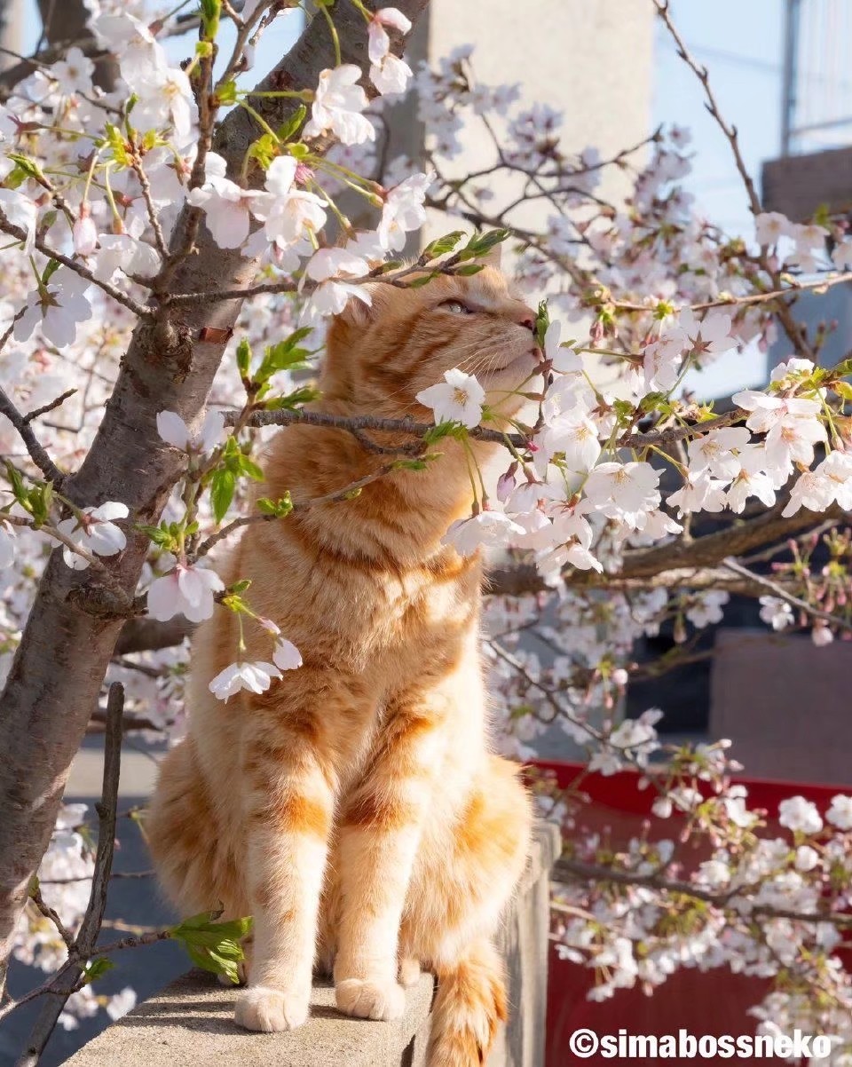 樱花与猫猫（转侵删）