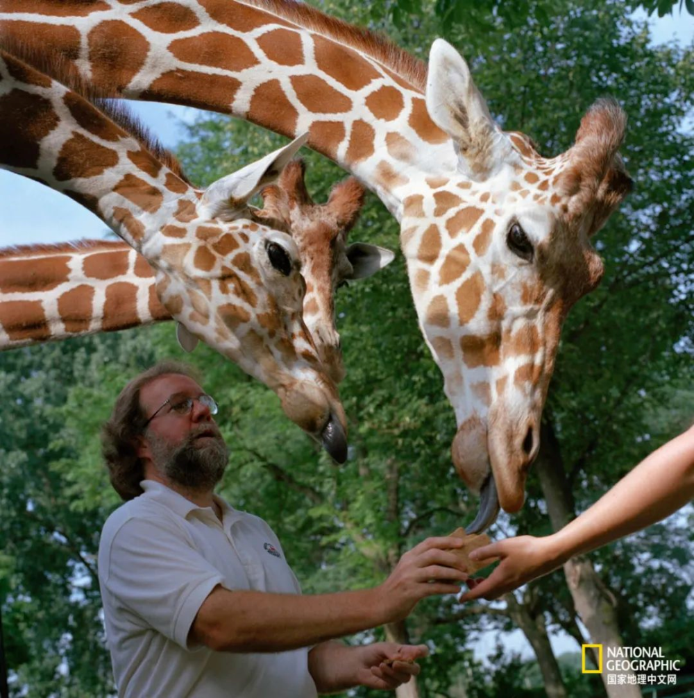 长颈鹿聚会
一位遗传学家在威斯康星州麦迪逊市的亨利维拉斯动物园与长颈鹿互动。摄影：LYNN JOHNSON