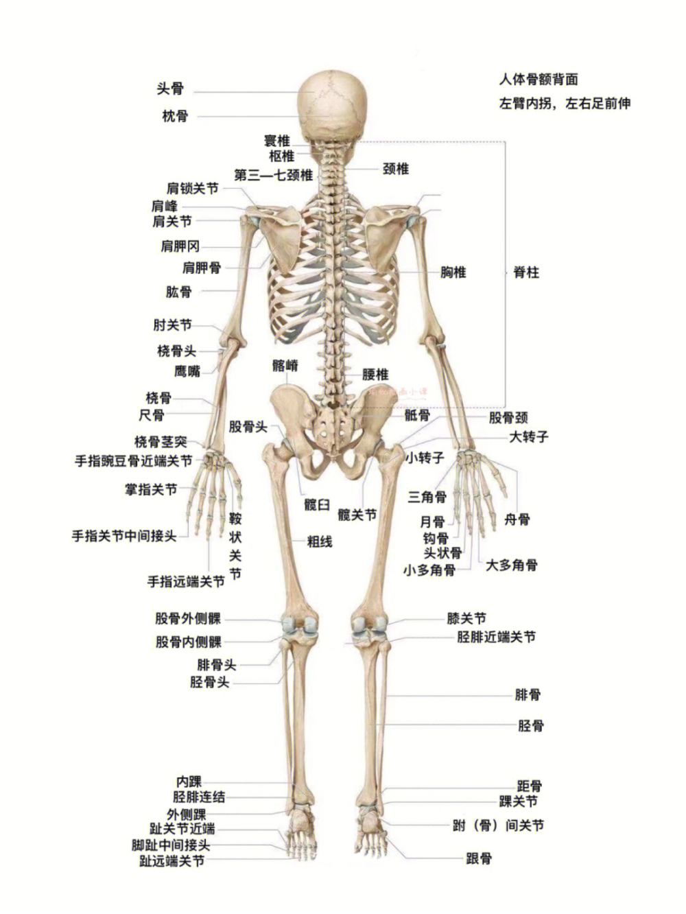 人体骨骼结构