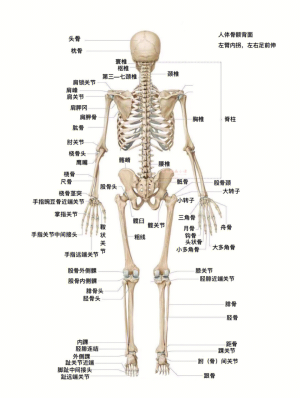 人体结构知识点