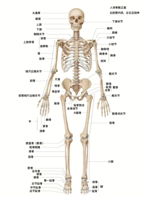 人体结构知识点