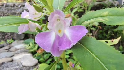 美丽吉安之赏花系列：凤仙花开吐芳华