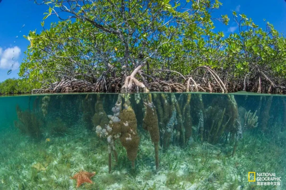 强大的红树林
伯利兹鹈鹕海滩南水礁，海洋保护区内的红树林。该保护区的红树林和沿海生态系统占地 477平方公里。摄影：BRIAN J. SKERRY