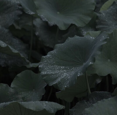 雨天荷花