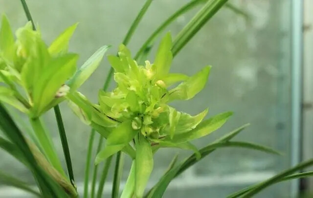 “余蝴蝶”兰花
走近余蝴蝶，你会发现它的花瓣非常与众不同，我们可能听说过荷瓣或者梅瓣，但是余蝴蝶却是菊瓣兰花。花瓣数量非常多，最少的也在十几片，如果品相比较好，一朵花出现几十朵花瓣也是常有的事。它算得上是春兰中花瓣最多的品种。
它的花色是翠绿色的，在阳光下仿佛能透出水滴一般，能够媲美极品翡翠。开花后特别的美丽，远远看去，真的就像一只只蝴蝶一般，在兰花丛中翩翩飞舞。