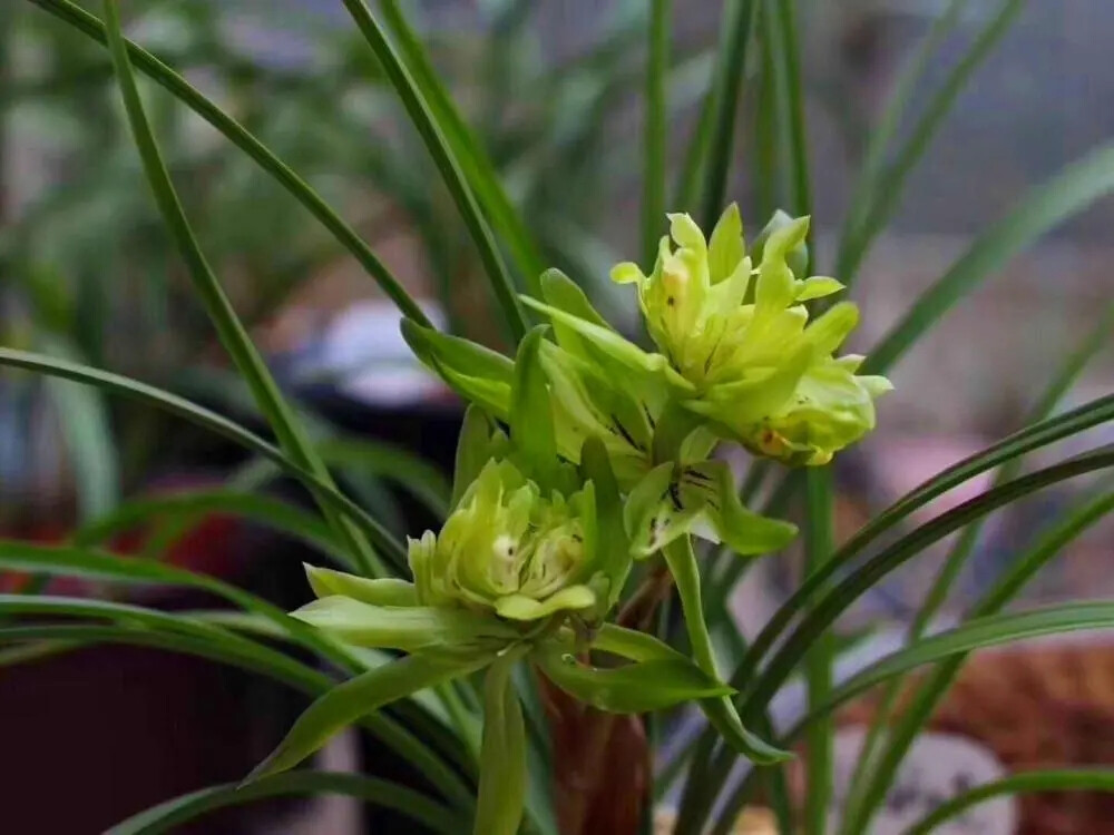 “余蝴蝶”兰花
走近余蝴蝶，你会发现它的花瓣非常与众不同，我们可能听说过荷瓣或者梅瓣，但是余蝴蝶却是菊瓣兰花。花瓣数量非常多，最少的也在十几片，如果品相比较好，一朵花出现几十朵花瓣也是常有的事。它算得上是春兰中花瓣最多的品种。
它的花色是翠绿色的，在阳光下仿佛能透出水滴一般，能够媲美极品翡翠。开花后特别的美丽，远远看去，真的就像一只只蝴蝶一般，在兰花丛中翩翩飞舞。