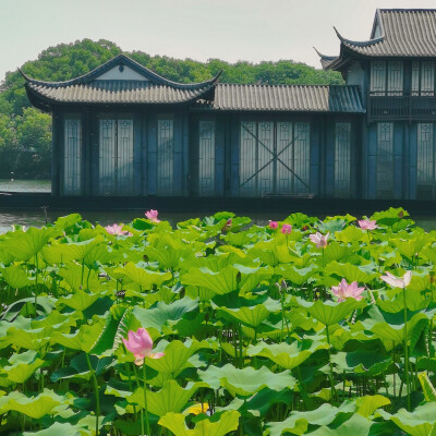 曲院风荷～荷花