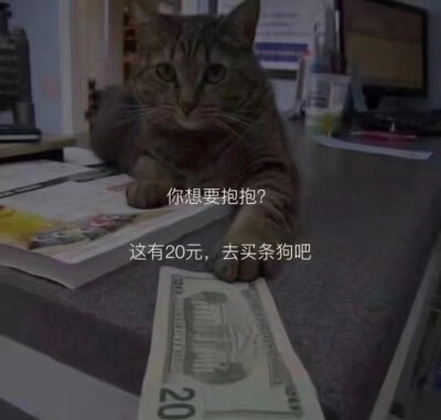 猫猫