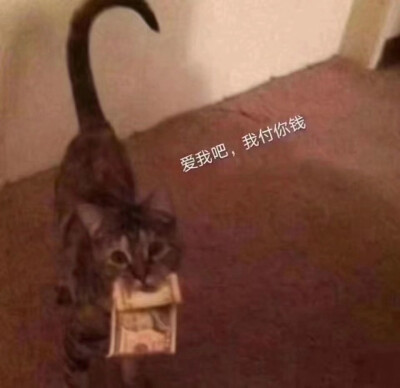 猫猫