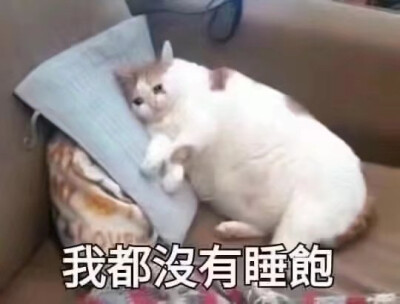 猫 表情包
我都没有睡饱
#冷瞳