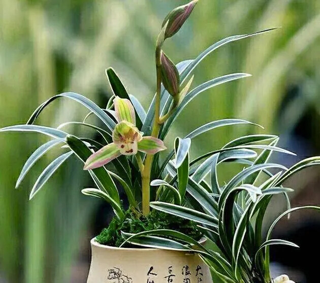 帝王妃兰花 帝王妃兰花是建兰中的一种,建兰可以开花很多次,几乎不会