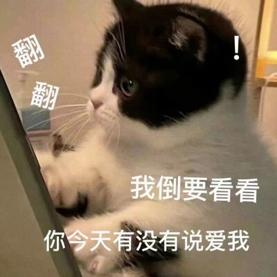 表情包