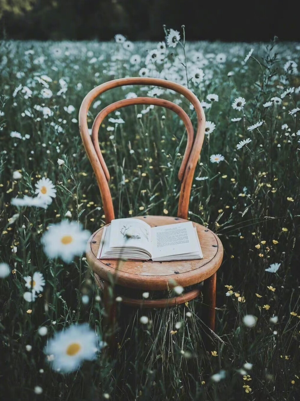 ：Flower&Chair
