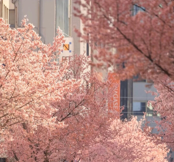 樱花树下的约定
背景图，礼拿