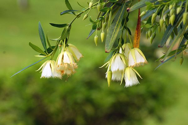 杜英花，也叫做假杨梅、梅擦饭、青果、野橄榄、胆八树、橄榄、缘瓣杜英。杜英花具有一定的观赏价值。它枝叶茂密，霜后部分叶子会变红。