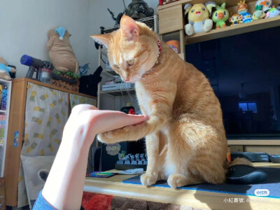 猫咪都懂