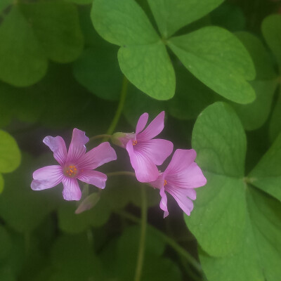 花头像✿