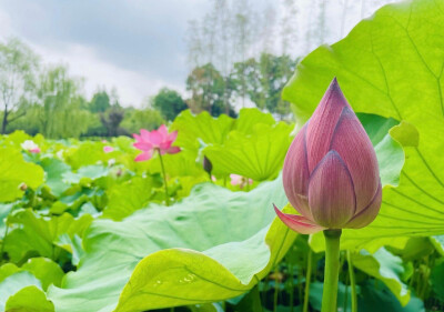 花花世界