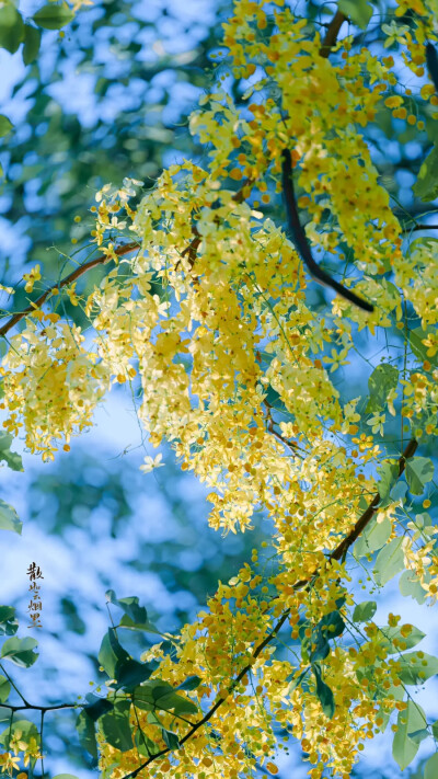 阿勃勒花（腊肠树）又名黄金雨
丨图：anileo墨 摄
散如烟墨