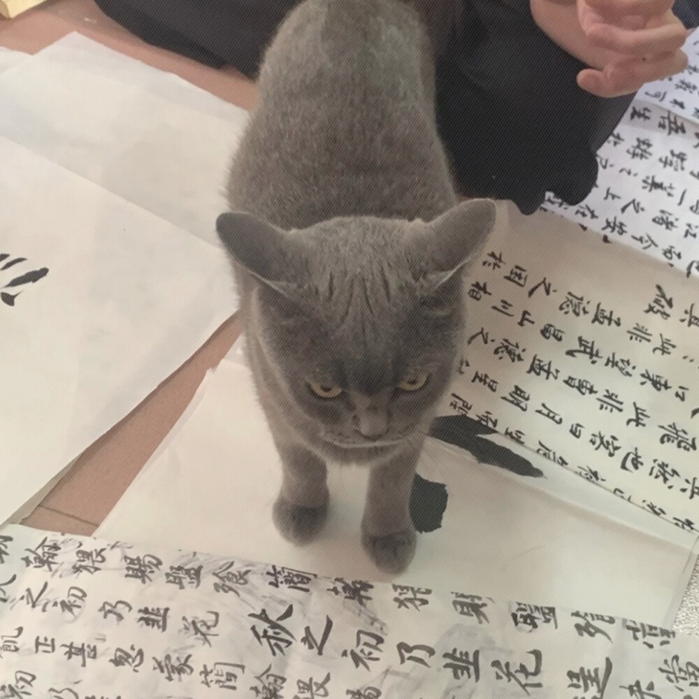 二传不注明的等着挨骂૮ ˃̵ ֊ ˂̵ ა