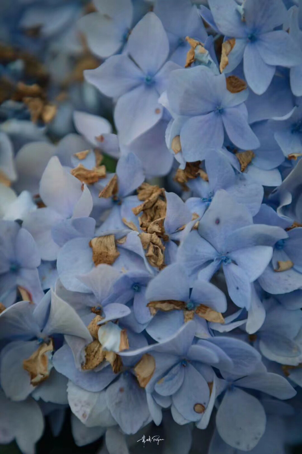 蓝色 无尽夏 背景图 摄影:常晴ryan #冷瞳