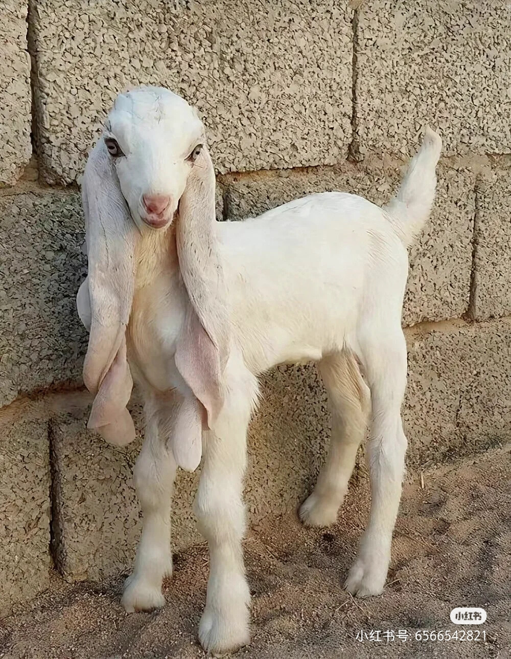 
这是一只来自巴基斯坦的古拉比山羊，看起来像是属于童话中角色，绝对是山羊中颜值最高的品种。
