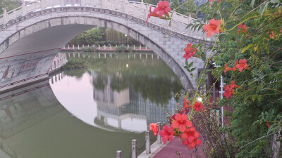 美丽吉安之赏花系列：凌霄花开 摇曳多姿