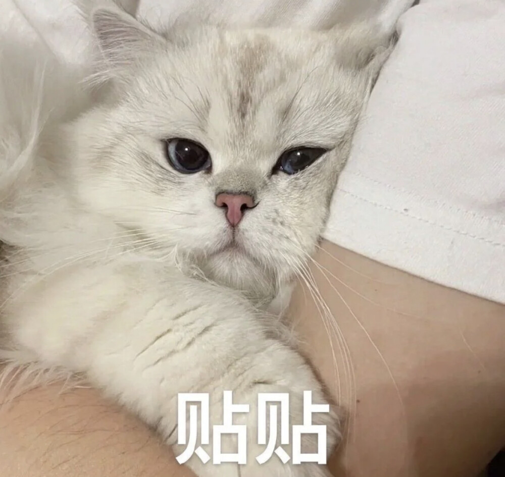 猫猫表情包 动物表情包