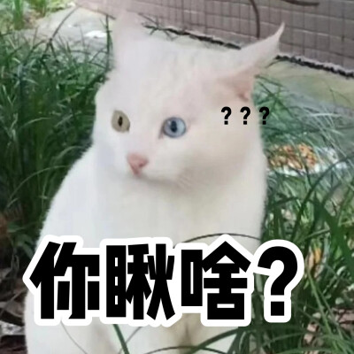 猫猫头表情包（拿图自做，侵权删）