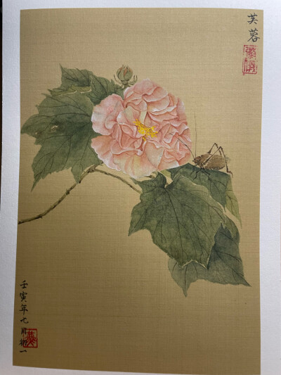 没骨芙蓉