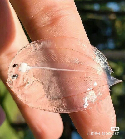 一只全身透明的比目鱼幼体