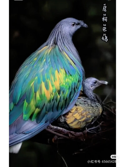尼科巴鸠｜“世界上最美的鸽子”
很多人都没有听说有一种鸟类叫尼柯巴鸠( Nicobar pigeon ，尼科巴鸽子），这种鸟类非常漂亮，与已经灭绝的渡渡鸟（ Dodo )最相近，有一定的血缘关系，它们的羽翼可能会让你大为惊艳…