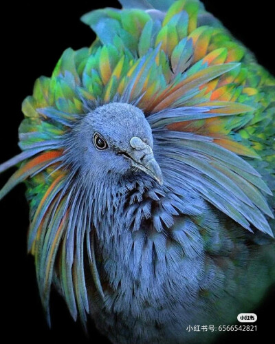 尼科巴鸠｜“世界上最美的鸽子”
很多人都没有听说有一种鸟类叫尼柯巴鸠( Nicobar pigeon ，尼科巴鸽子），这种鸟类非常漂亮，与已经灭绝的渡渡鸟（ Dodo )最相近，有一定的血缘关系，它们的羽翼可能会让你大为惊艳…