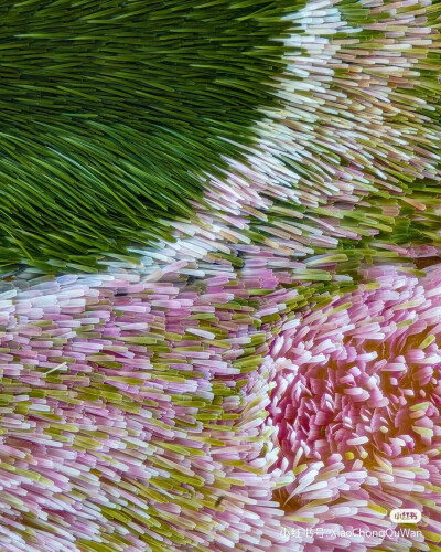 藏在翅膀中的花园
夹竹桃天蛾（ Daphnis nerii ）部分翅膀的细节，仿佛置身于花丛中
