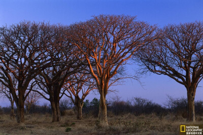 曼杰提树
博茨瓦纳莫雷米野生动物保护区，夕阳中的曼杰提树。摄影：Theo Allofs