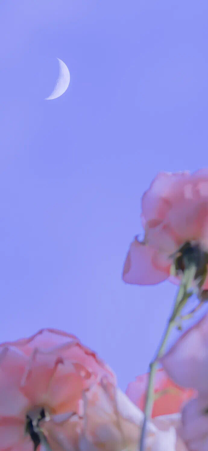 手机壁纸
