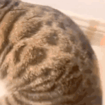 猫咪gif