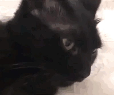 猫咪gif