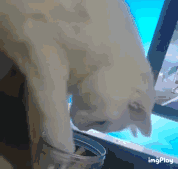 猫咪gif