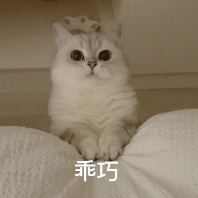 猫咪表情包