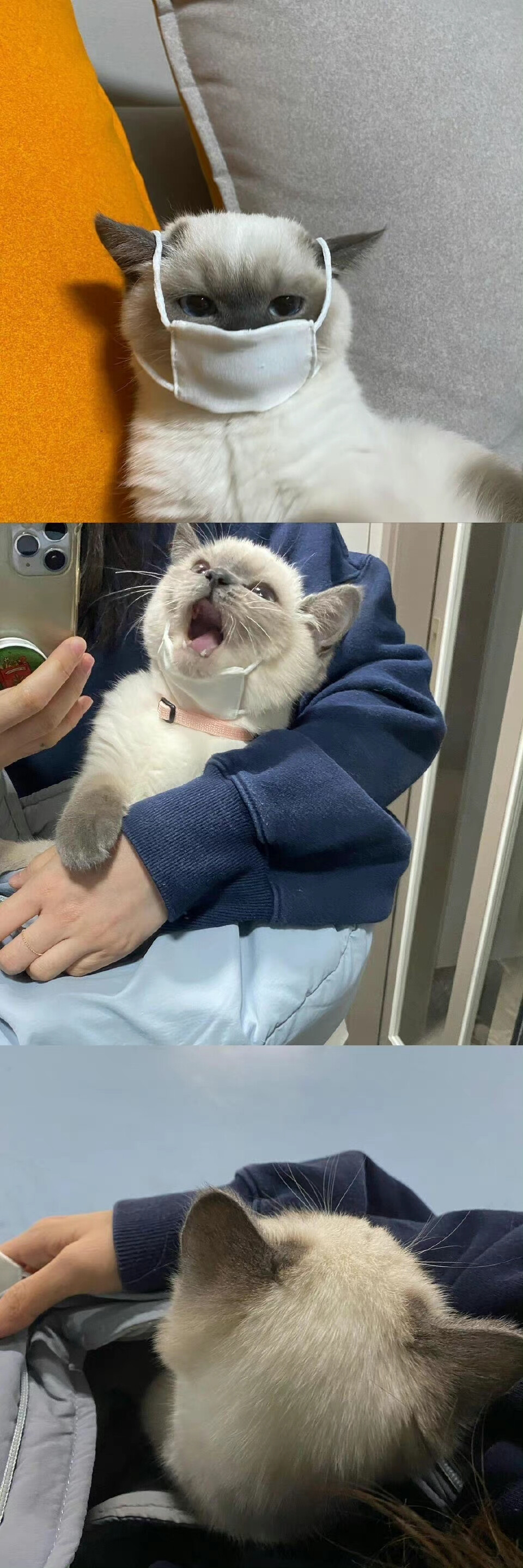 沙雕修猫阿 - 堆糖,美图壁纸兴趣社区