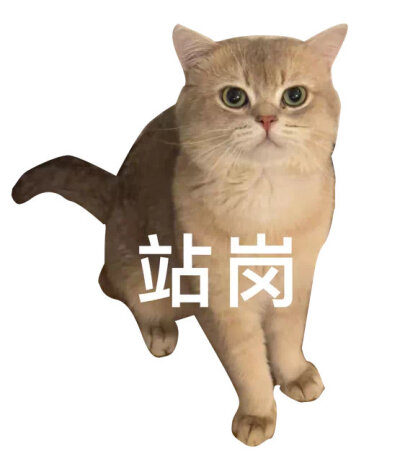 猫猫