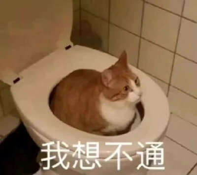 猫猫