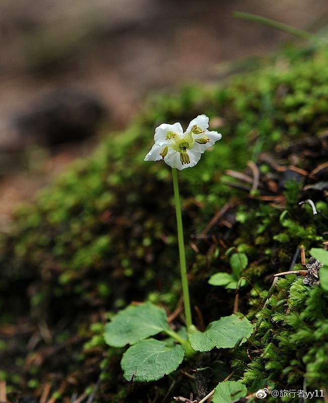 独丽花 杜鹃花科