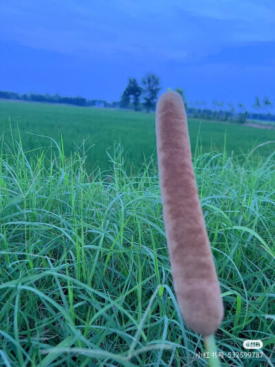 夏日乡村，蝉鸣菜园稻田烟火气。
夏日乡村，蝉鸣菜园稻田烟火气。老家总是藏着最美最温柔的回忆。是那个记忆里熟悉的夏日，有西瓜，有蝉鸣，有蛙叫，还有吃不完的瓜果蔬菜。就是傍晚蚊虫多了点。