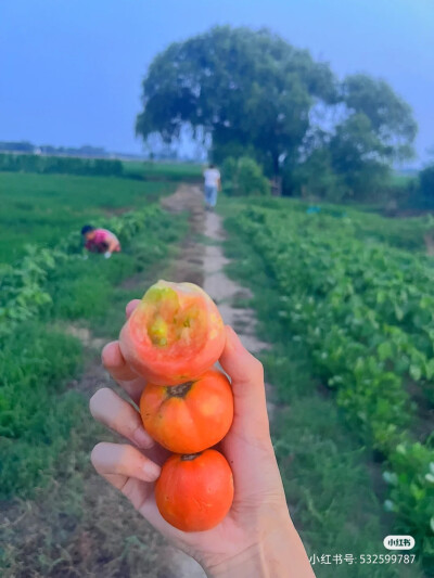 夏日乡村，蝉鸣菜园稻田烟火气。
夏日乡村，蝉鸣菜园稻田烟火气。老家总是藏着最美最温柔的回忆。是那个记忆里熟悉的夏日，有西瓜，有蝉鸣，有蛙叫，还有吃不完的瓜果蔬菜。就是傍晚蚊虫多了点。