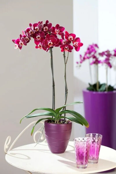 蝴蝶兰蝴蝶兰是很多人都喜欢的一种珍贵花卉，它喜欢微酸、排水良好的土壤，可放在窗台接受散射光照，注意通风，浇水时不要滴到花瓣上。