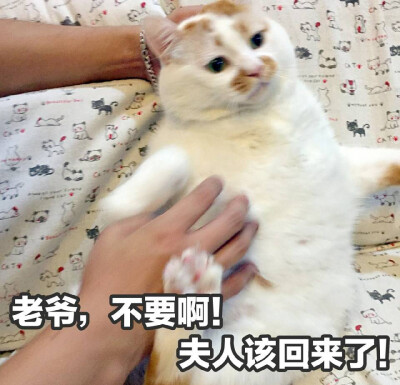 猫猫表情包，可爱沙雕统统拿捏